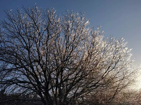 冬日“冰”树